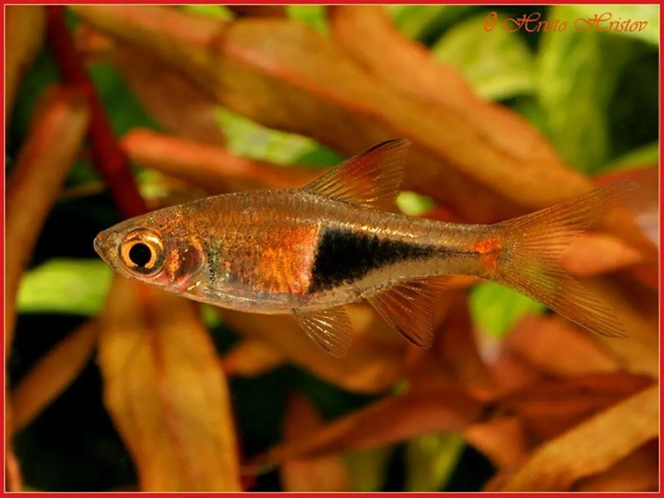 Trigonostigma heteromorpha - Foto © Hristo Hristov