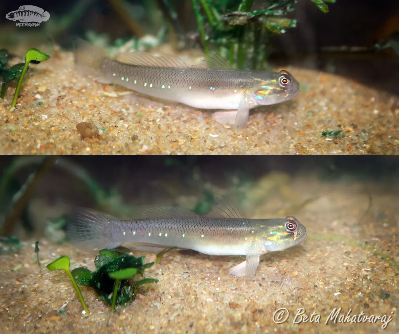 Amoya brevirostris - Foto © Beta Mahatvaraj