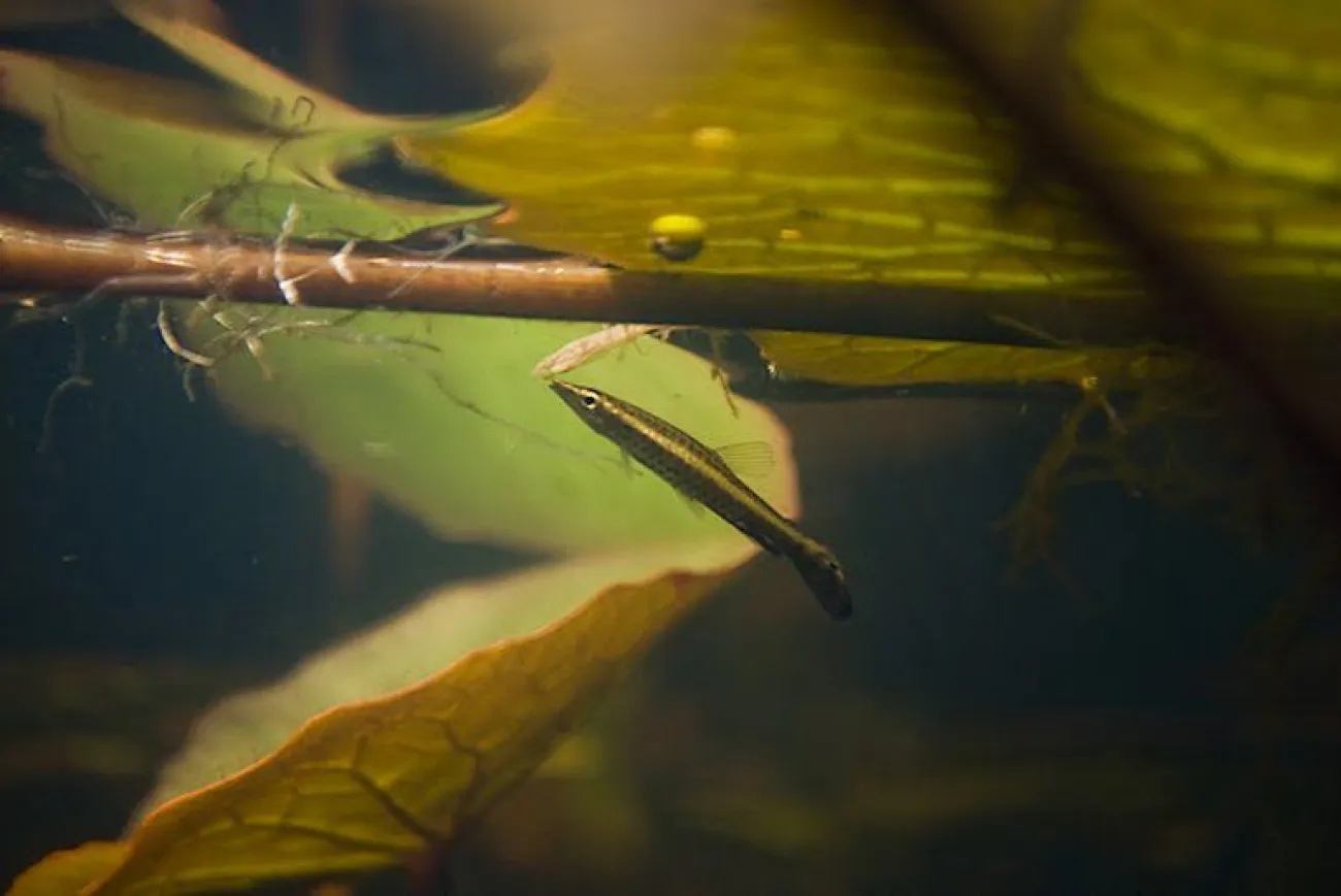 Nannostomus eques - Foto © Pro-Igarapés