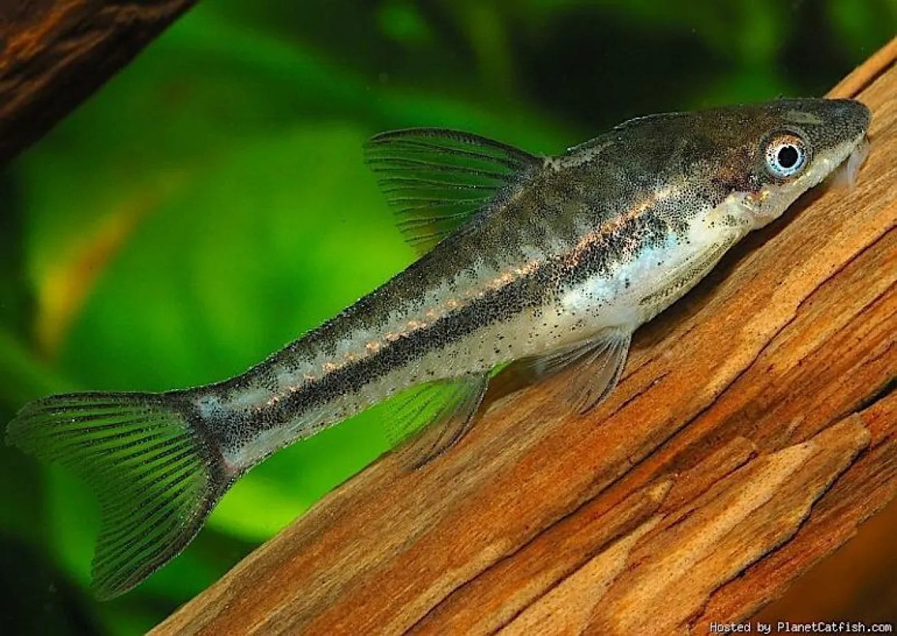 ​​​​​​​Otocinclus affinis - Foto © Stephan Hetz (Planetcatfish.com)