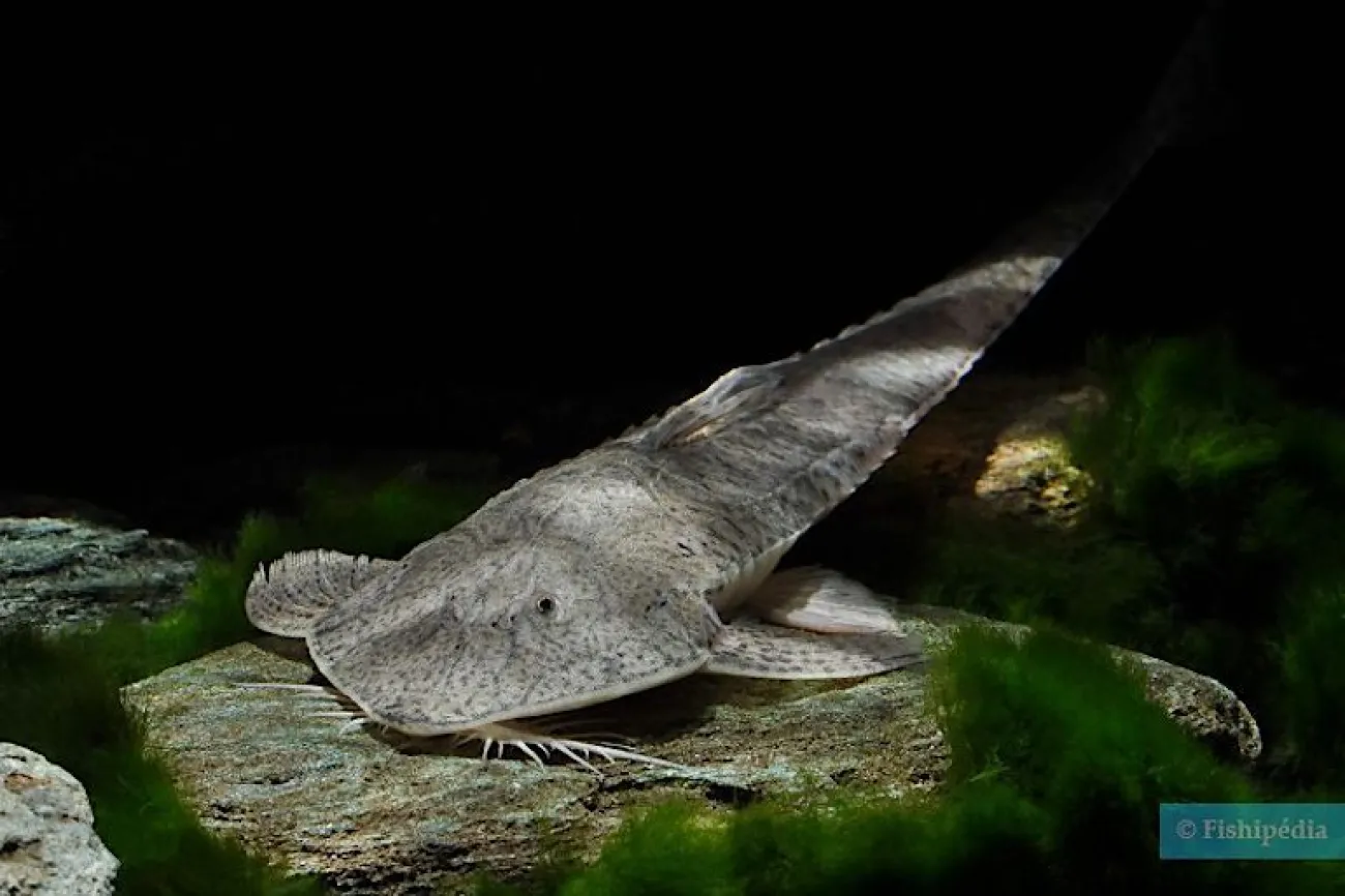 Pseudohemiodon laticeps, un insolito loricaride che raggiunge i 30 cm di lunghezza da adulto - Foto © Enrico Richter