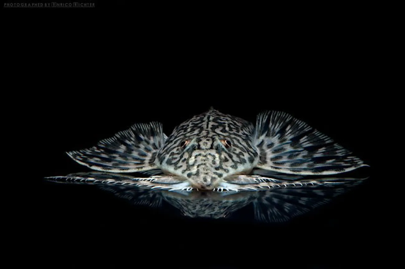 Rhadinoloricaria macromystax - Foto © Enrico Richter