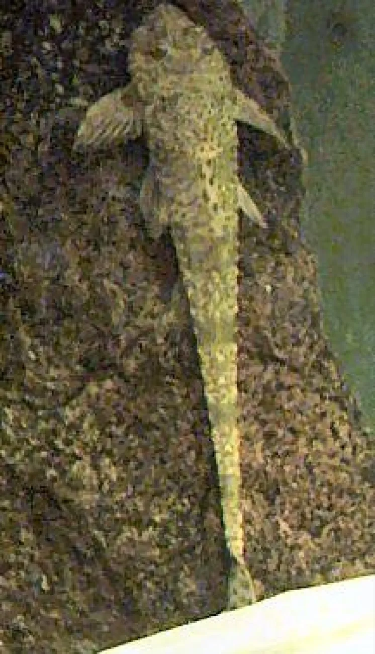 Rineloricaria sp. Paraná II - Foto © Carlos Bishop