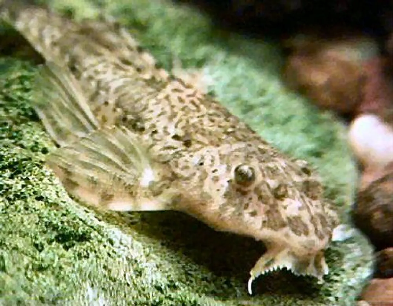 Rineloricaria sp. Paraná II - Foto © Carlos Bishop