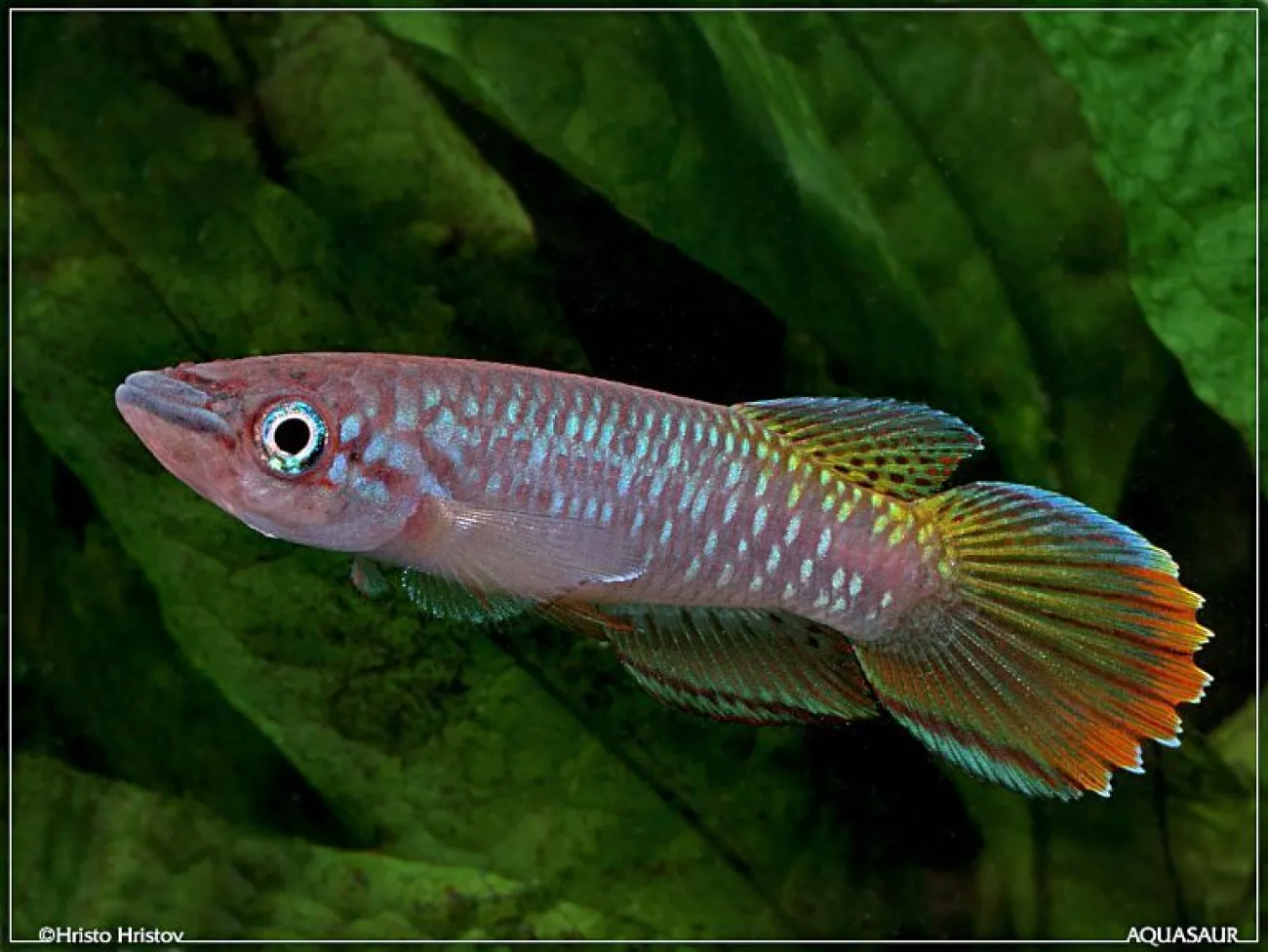 Epiplatys fasciolatus 'Coyah Manyah' - Foto © Hristo Hristov