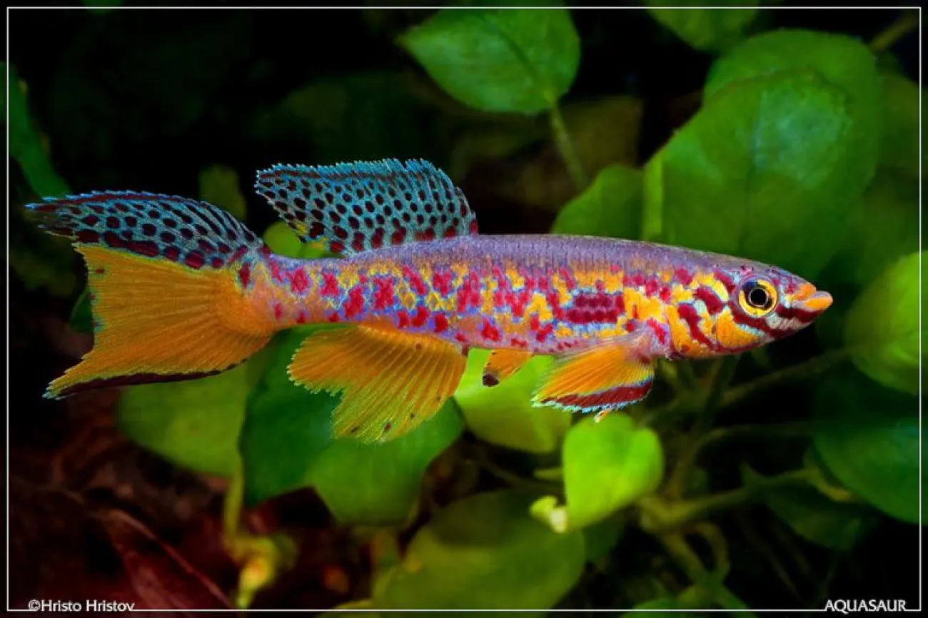 Fundulopanchax fallax - Foto © Hristo Hristov