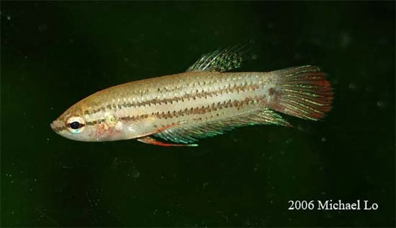 Betta imbellis - Foto © Michael Lo