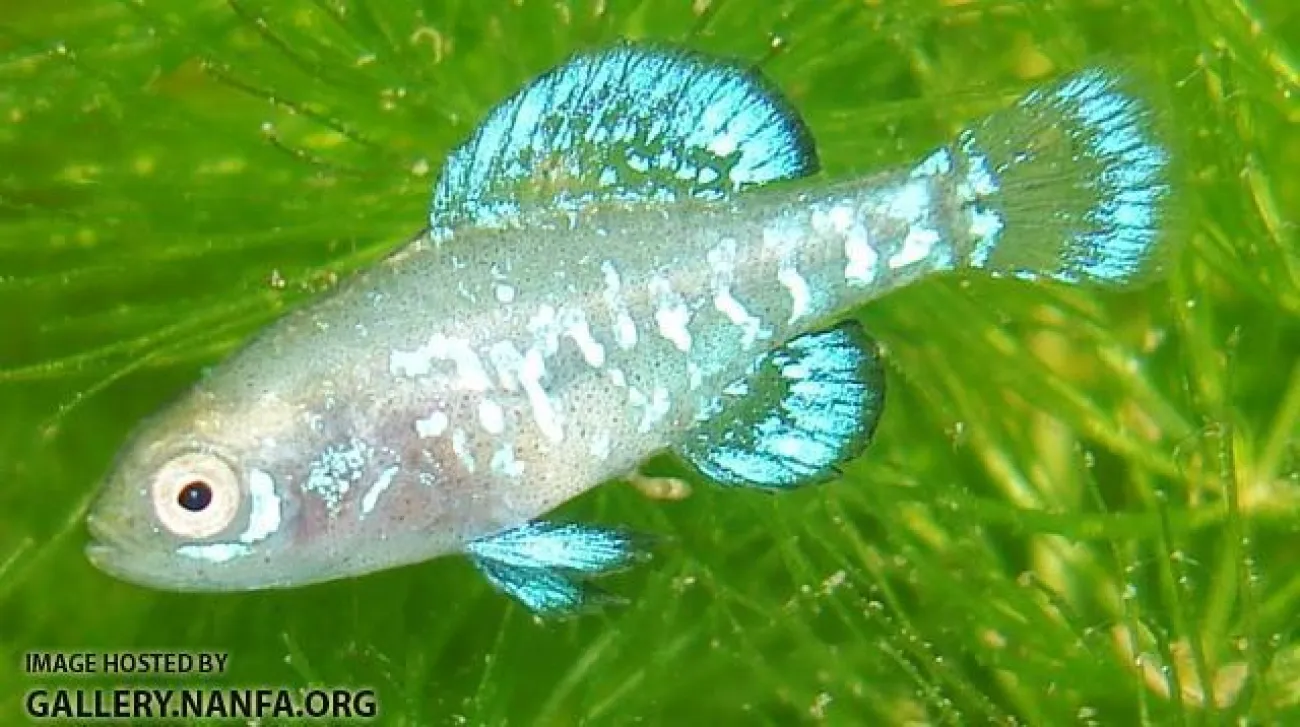 Elassoma gilberti - Foto © Erica Wieser