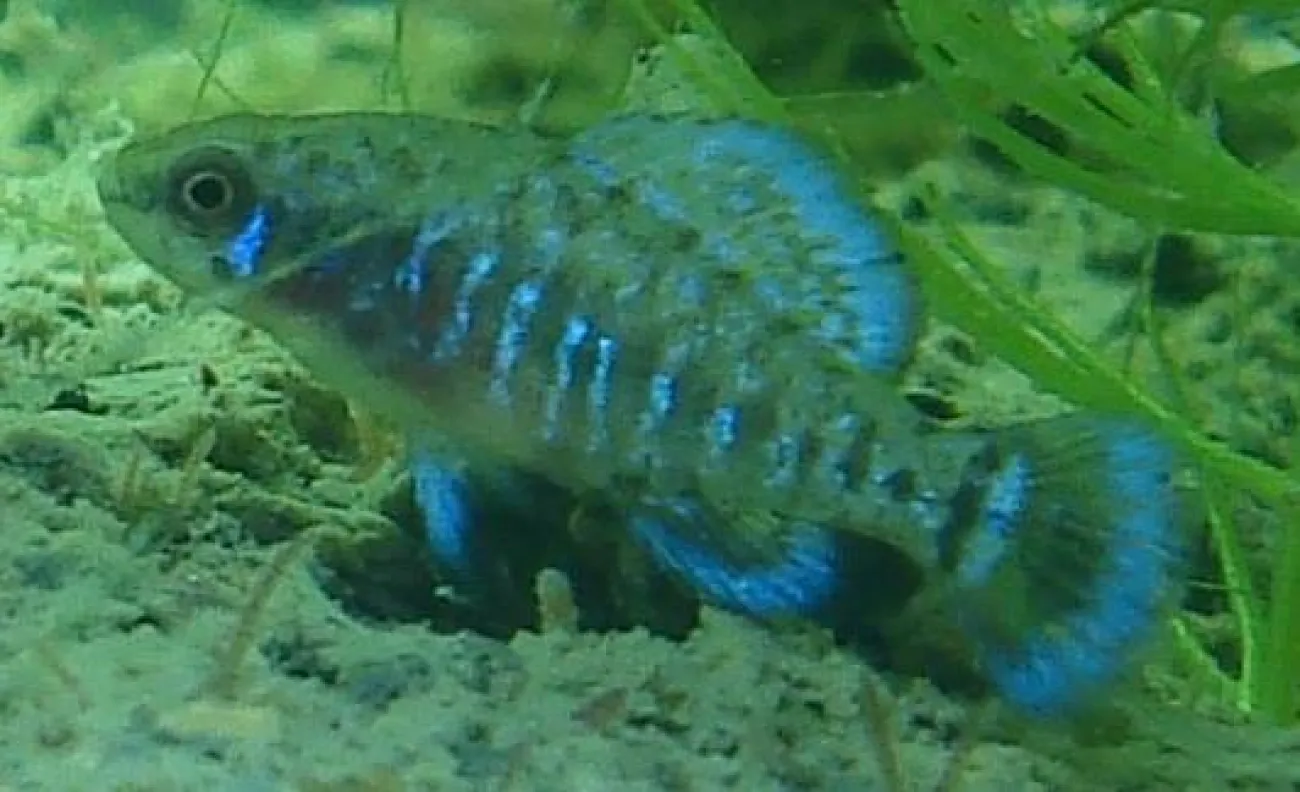 Elassoma gilberti - Foto © Erica Wieser
