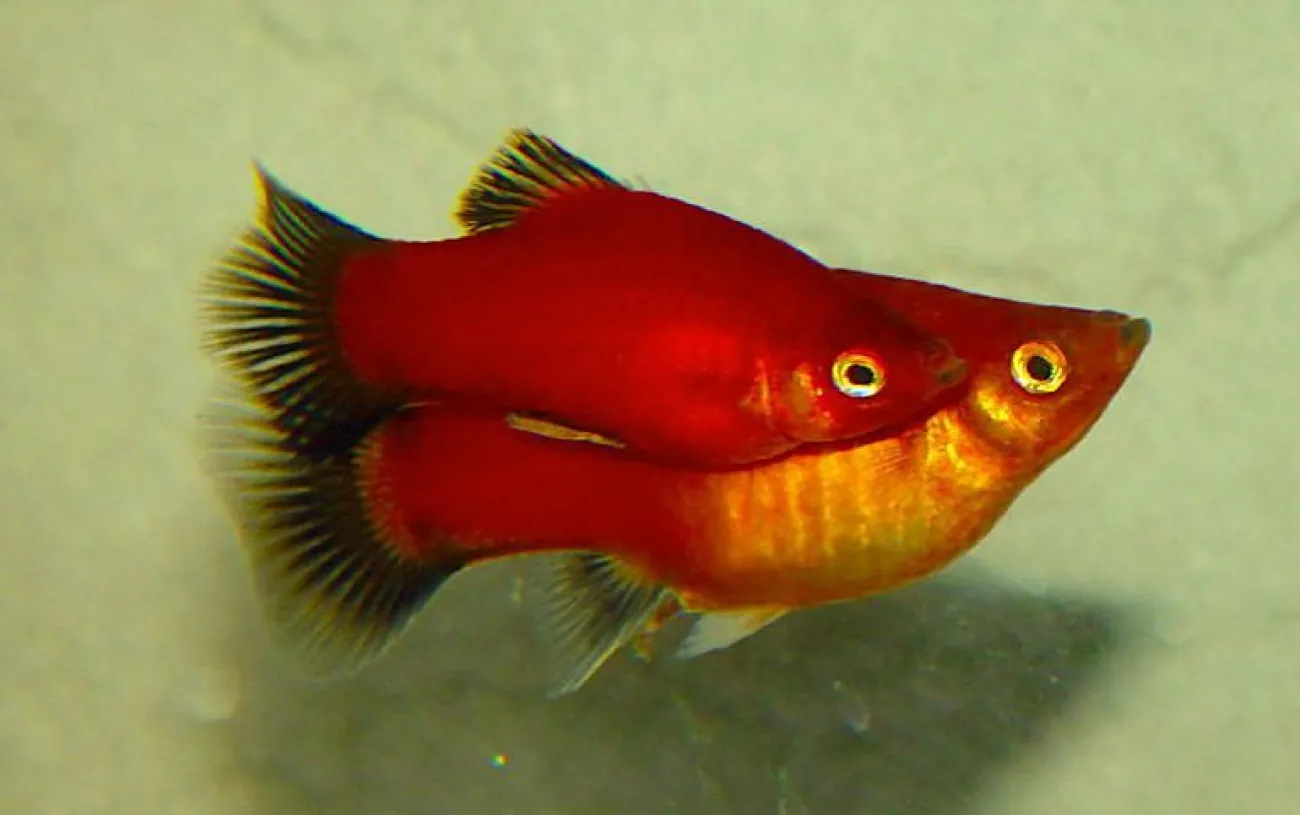 Coppia di Platy, Xiphophorus maculatus