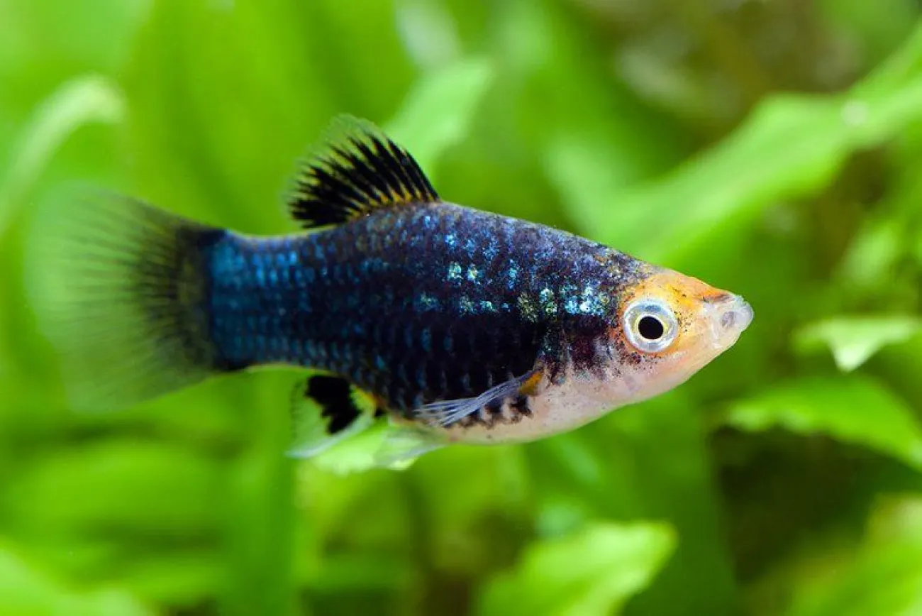 Xiphophorus maculatus Platy Black © Jerome Picard