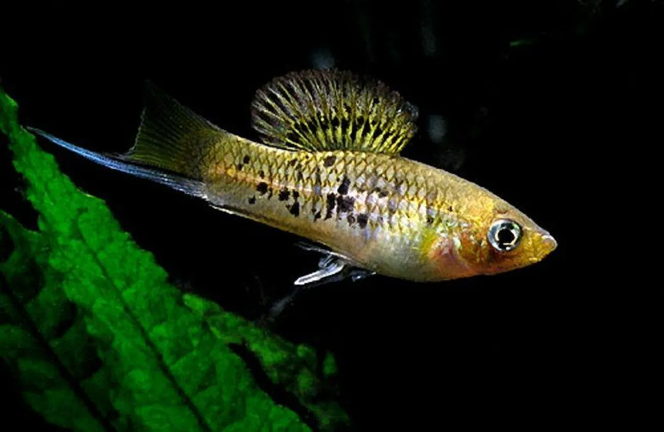 Xiphophorus nezahualcoyotl - Foto © Bjarne Saetrang