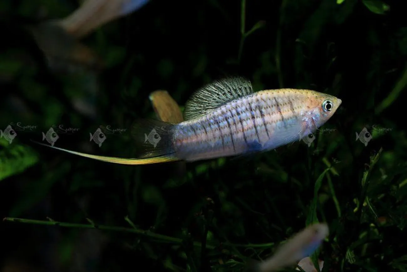 Xiphophorus nezahualcoyotl - Foto © Sumer Tiwari