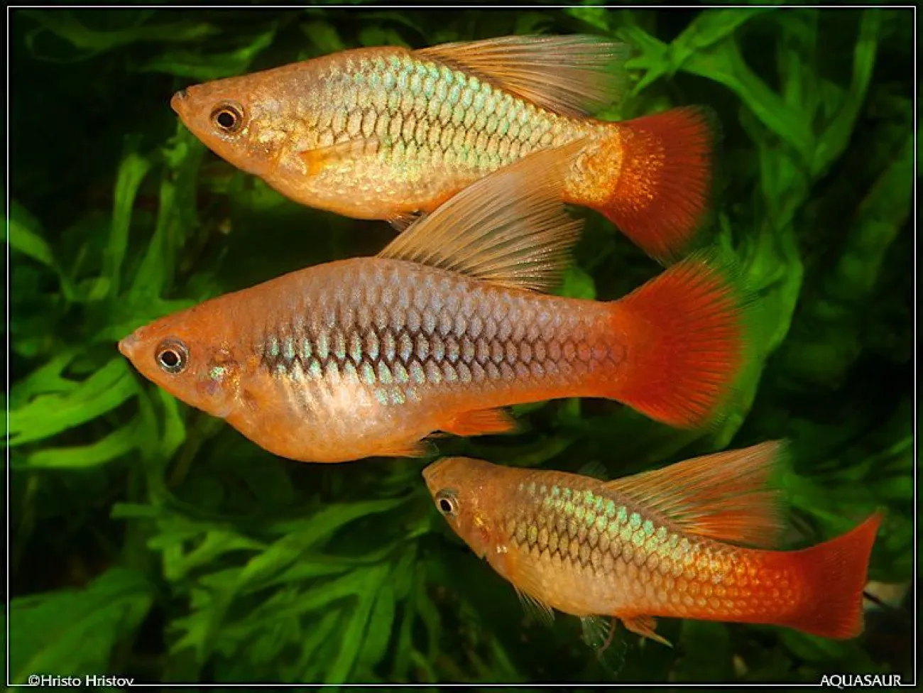 Xiphophorus variatus - Foto © Hristo Hristov
