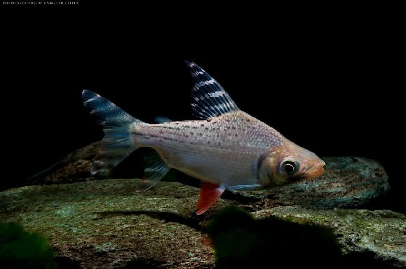 Semaprochilodus laticeps - Foto © Enrico Richter