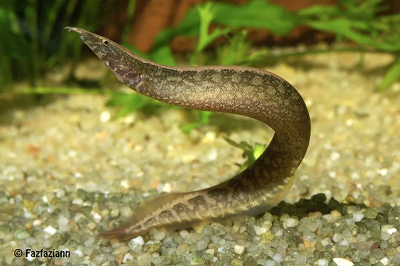 Macrognathus circumcinctus - Foto © Fazfaziann