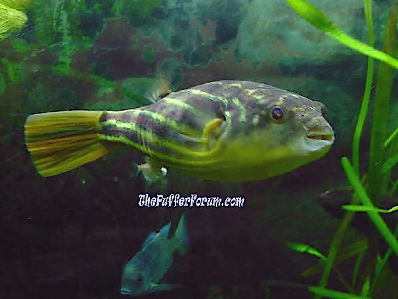 Tetraodon lineatus - Foto © wolfgang270