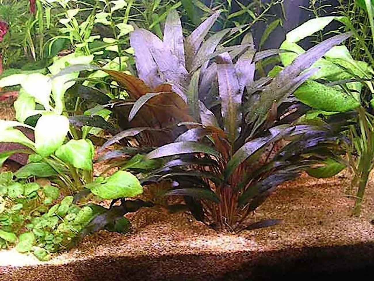 Cryptocoryne wendtii