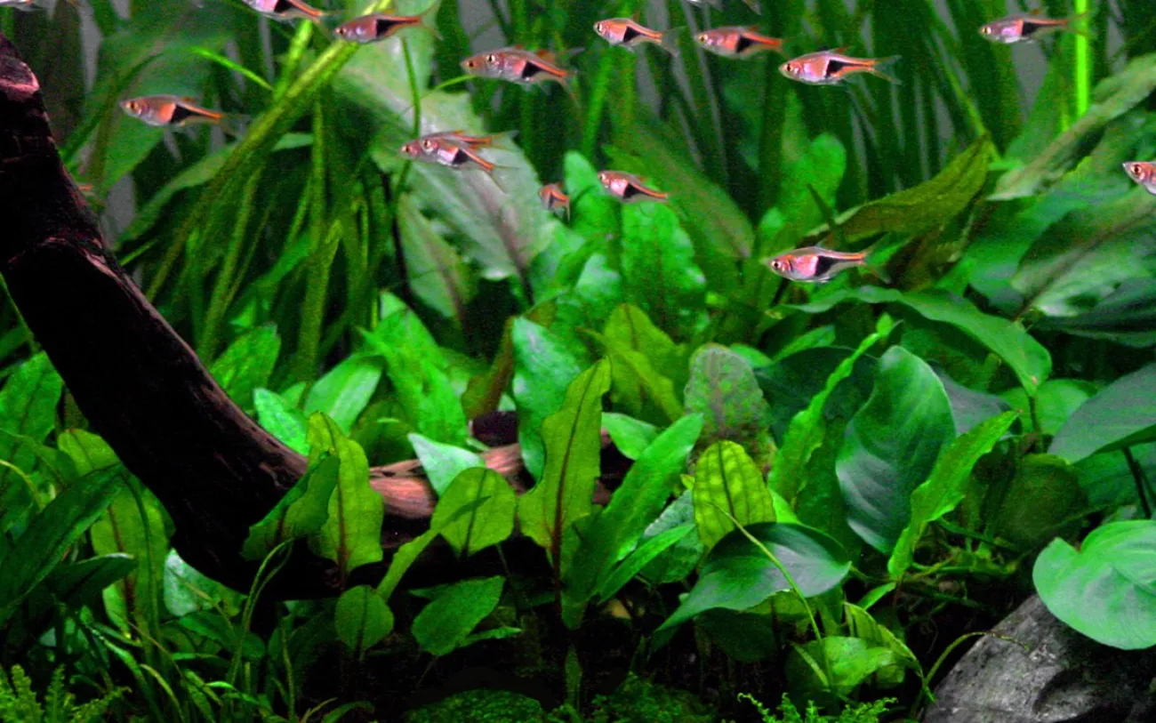 Cryptocoryne wendtii Green - Foto © Tropica.com