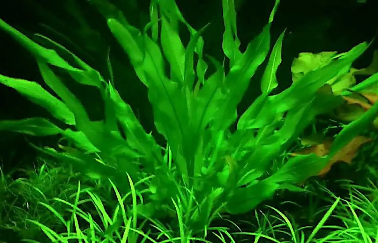 Aquarius grisebachii in acquario