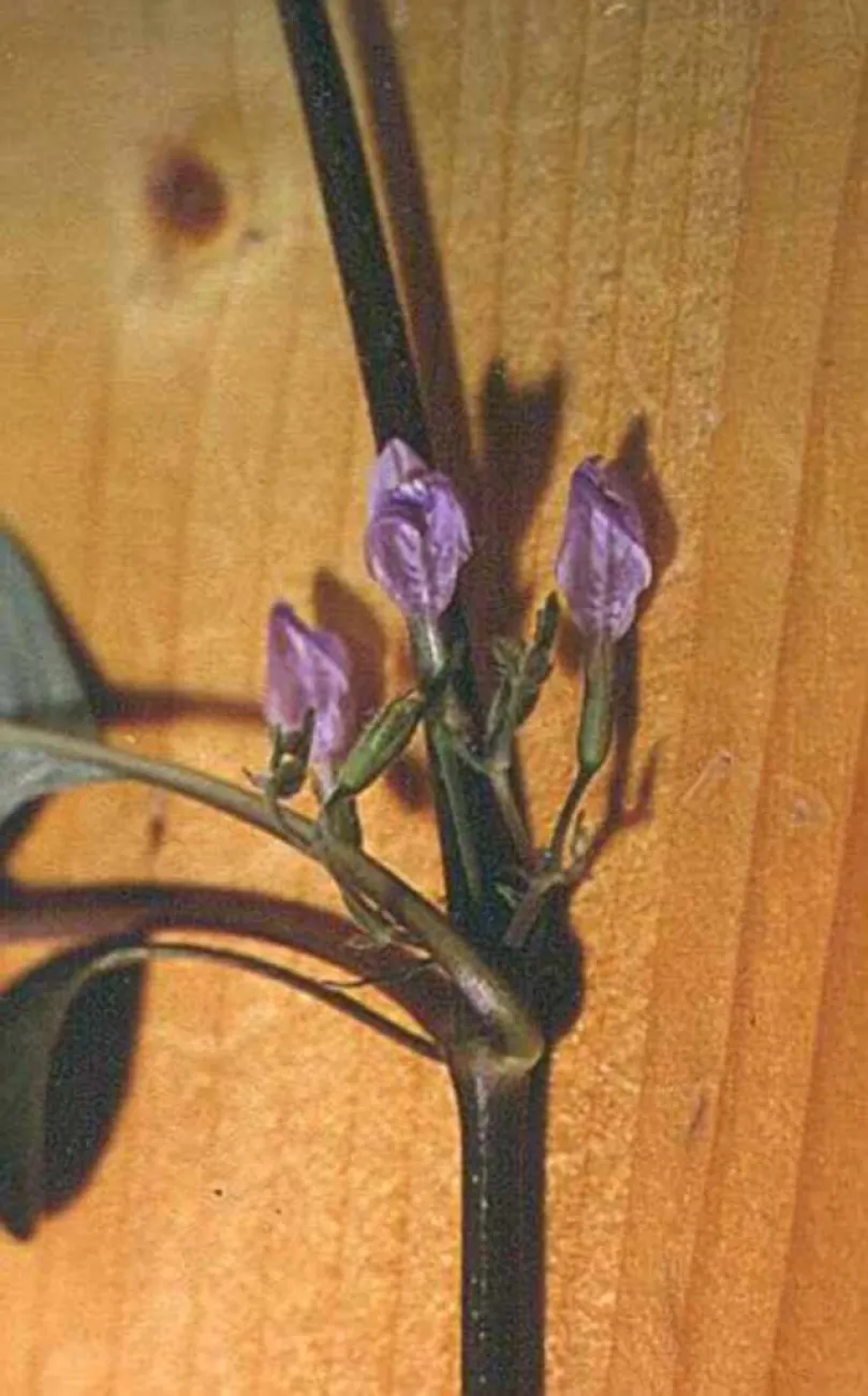 Hygrophila corymbosa - Foto © Walter Peris