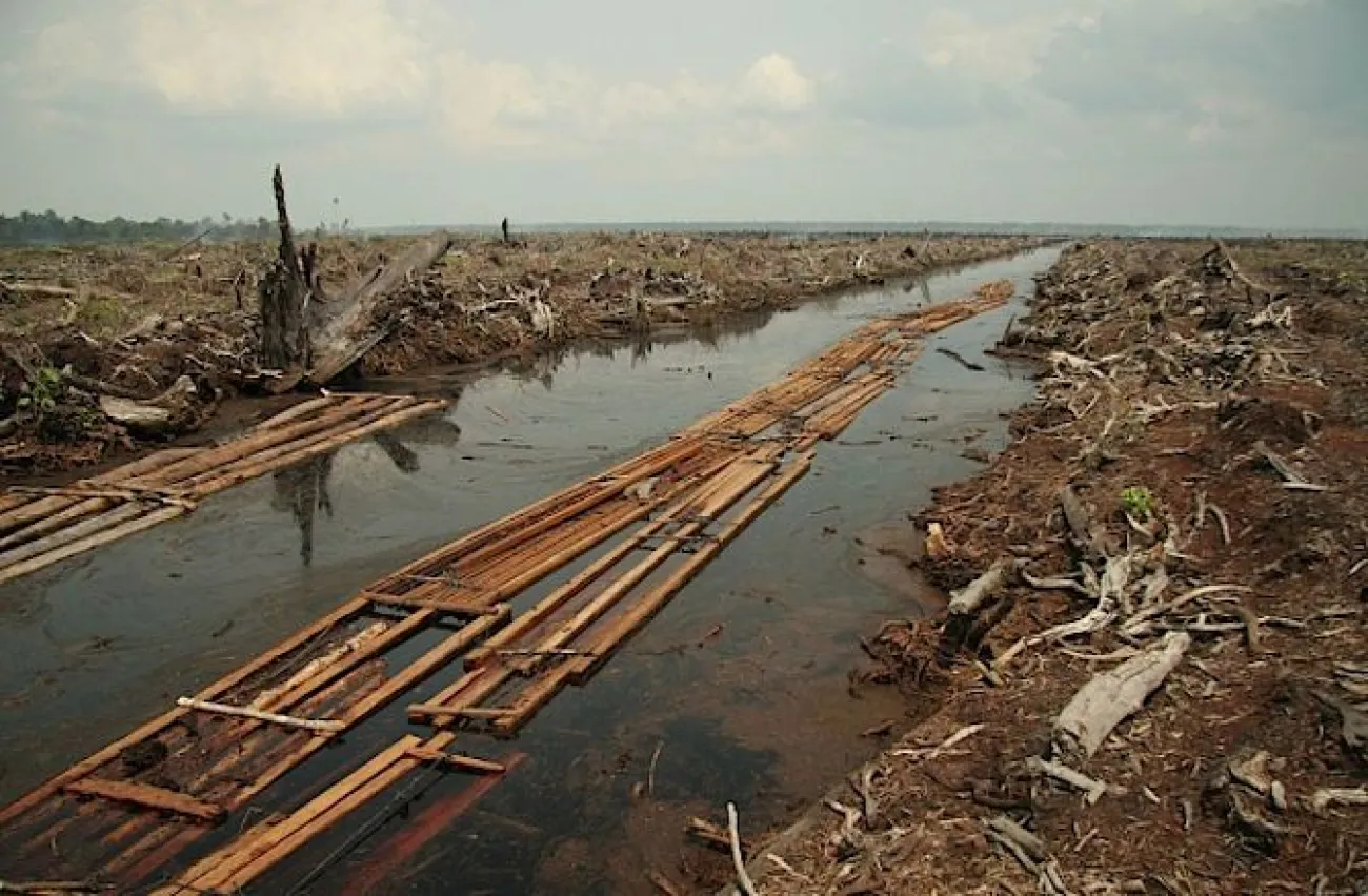 La raccolta meccanica della torba tende a causare danni irreversibili agli habitat delle paludi. Confrontate questa scena con l'immagine precedente - Foto © MJ Richardson (Seriouslyfish)