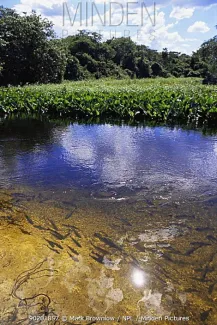 Acque chiare nel Pantanal, Brasile sud-occidentale - Foto © Mark Brownlow Acque chiare nel Pantanal, Brasile sud-occidentale - Foto © Mark Brownlow