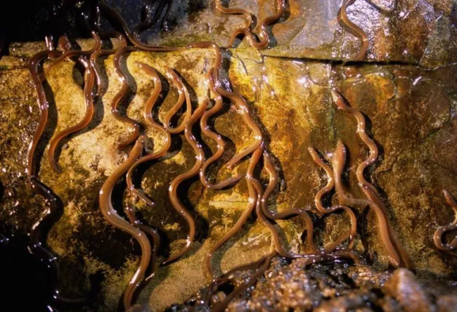 Anguilla rostrata - Foto © National Geographic