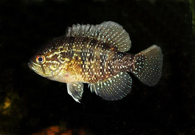 Enneacanthus obesus - Foto © Tony Terceira (Arkive.org)