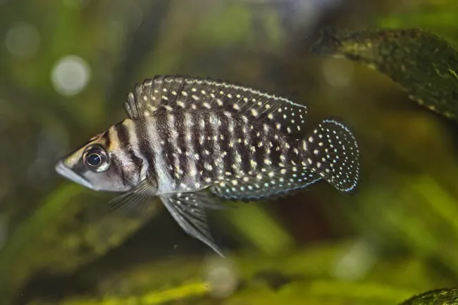 Altolamprologus calvus - Foto © 5snake5