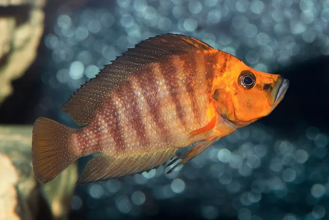 Altolamprologus compressiceps - Foto © H. Zell