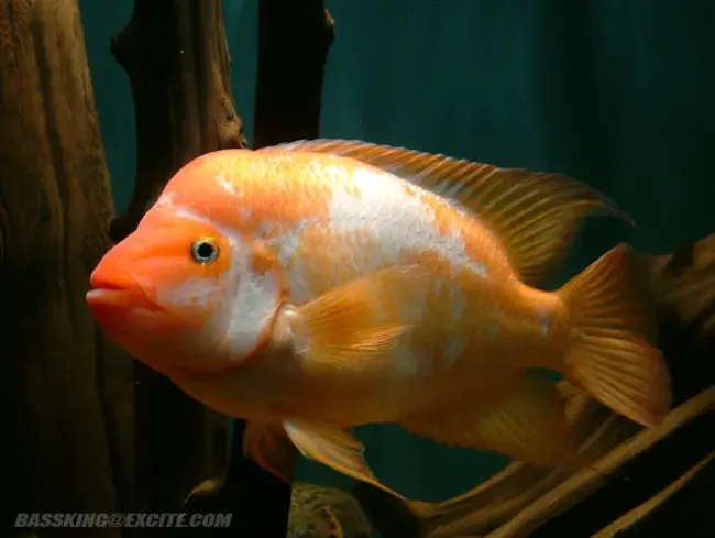 Amphilophus labiatum - Foto © Chris Lue Shing