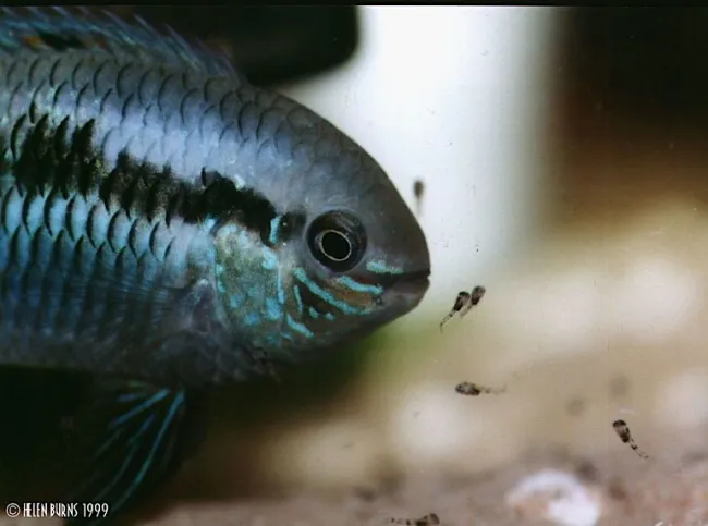 Laetacara curviceps - Foto © Hellen Burns