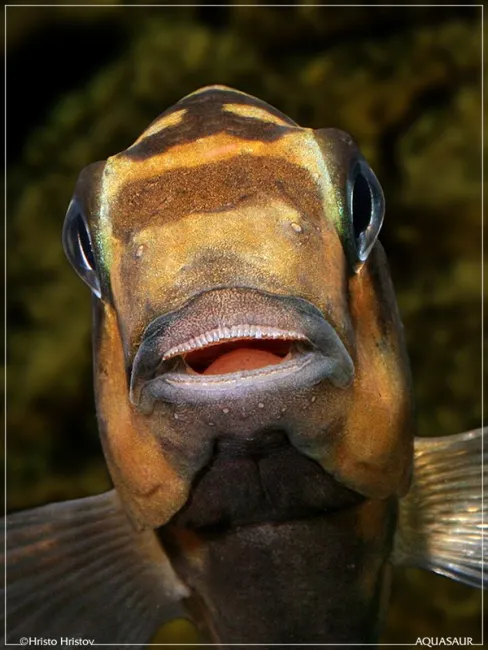 Ciclidi africani, Tropheus sp. - Foto © Hristo Hristov