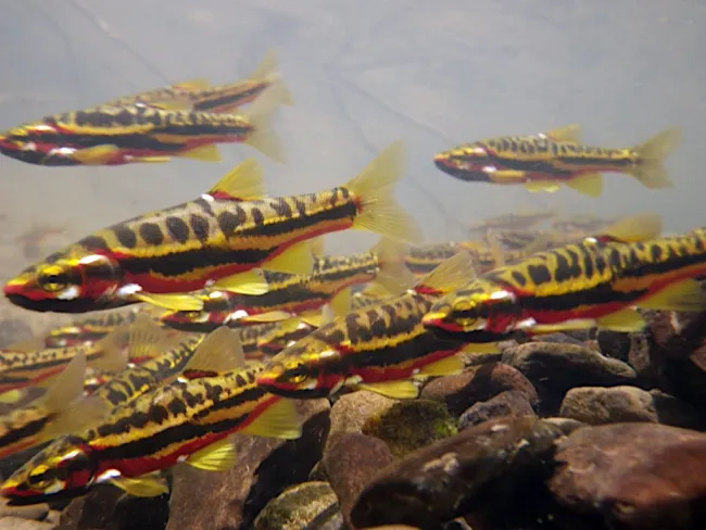Chrosomus - Foto © North American Native Fishtanks