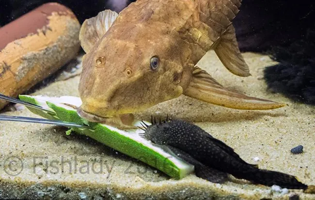 Hermione e Barney dimostrano il perché gli Ancistrus sono molto più adatti per la media degli acquari rispetto ai pleco comuni, Pterygoplichthys pardalis (Injaf)