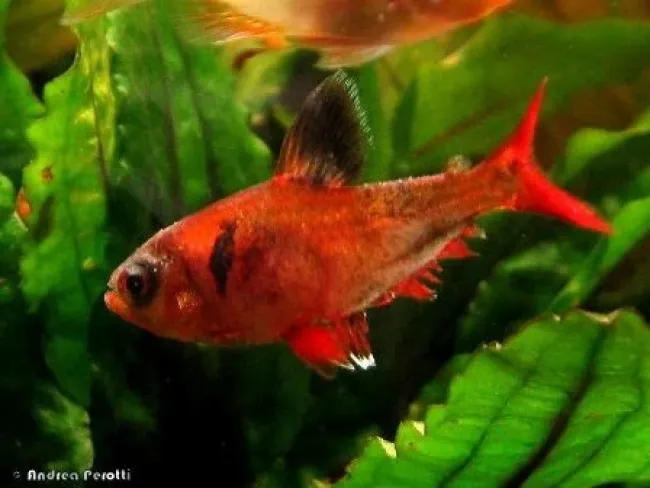 Hyphessobrycon sweglesi